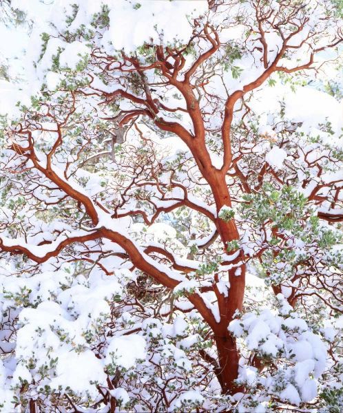 USA, California A snow-covered manzanita bush